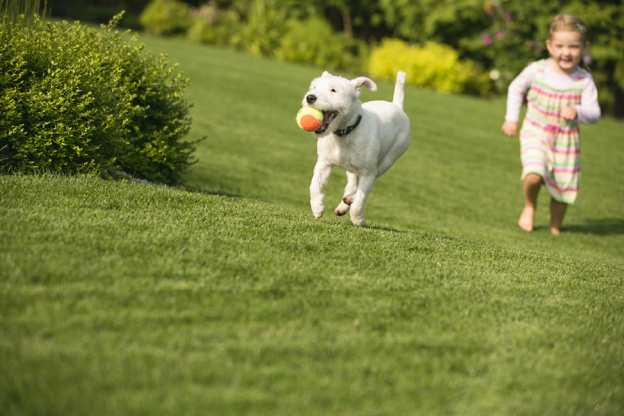 dog with a ball chased by a little girl